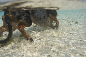 愛犬泳ぐ
